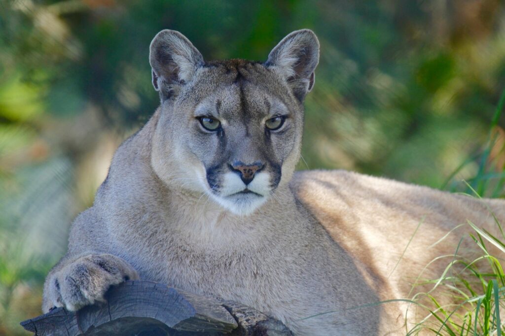 mountain lion, wild, Mountain Lion