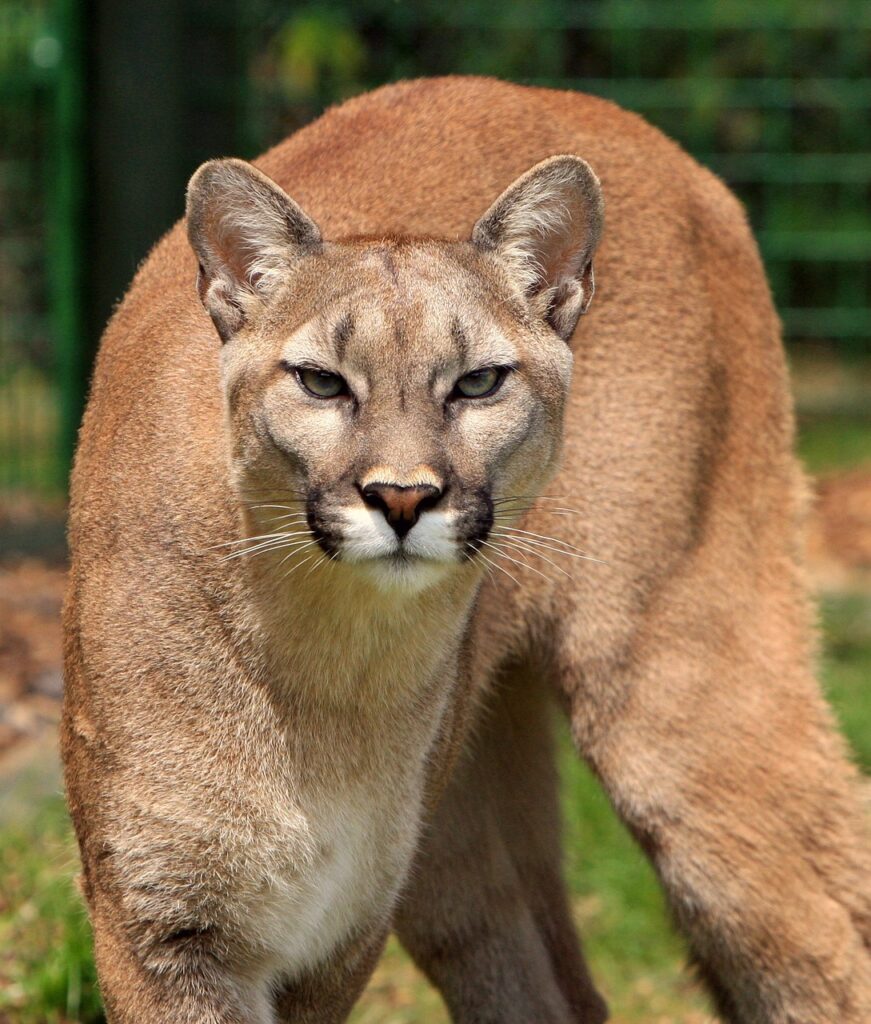 cougar, mountain lion, puma concolor