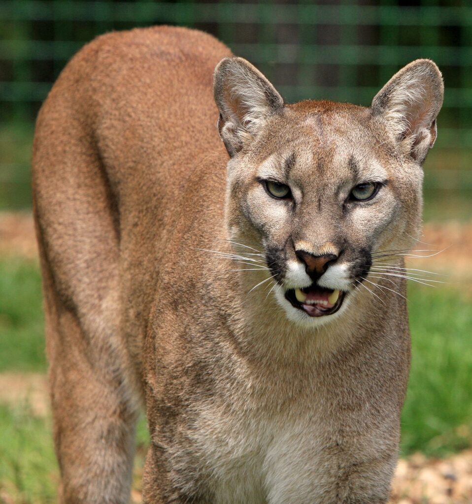 cougar, mountain lion, big cat