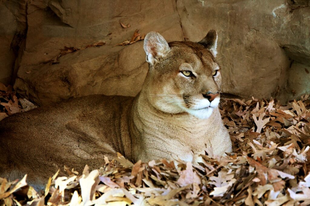 animal, beige, cat,Mountain Lion