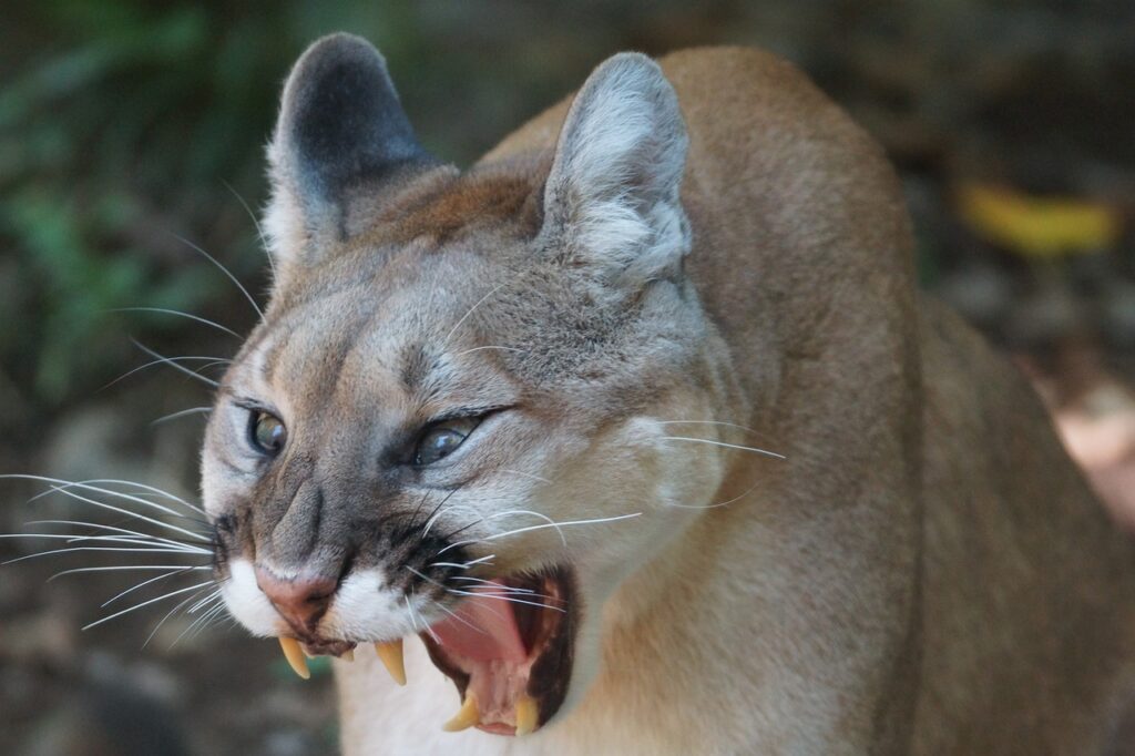 mammal, cat, animal,Mountain Lion