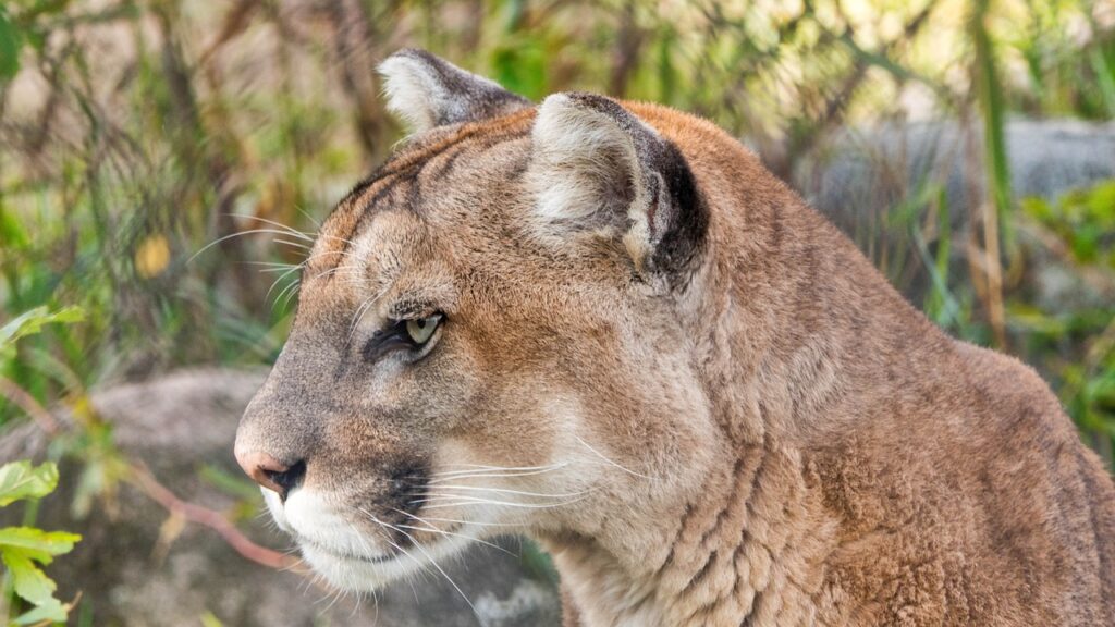 puma, mountain lion, cougar