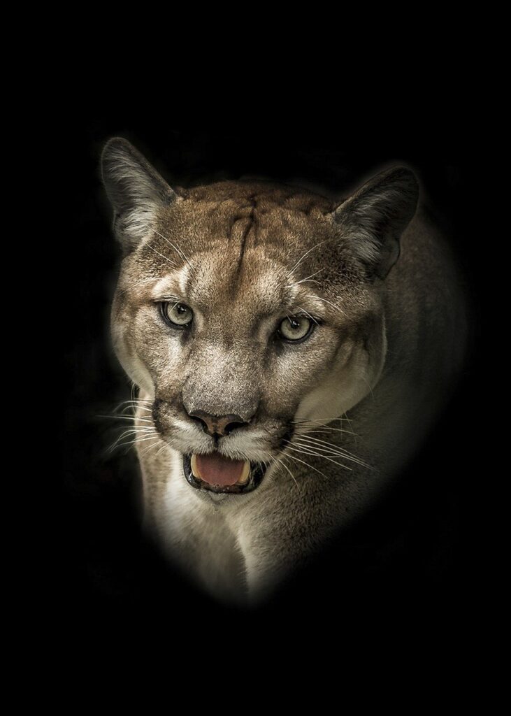 puma, feline, predator,Mountain Lion