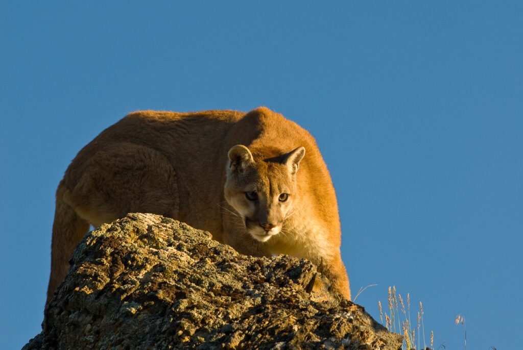 puma, animal, mountain lion