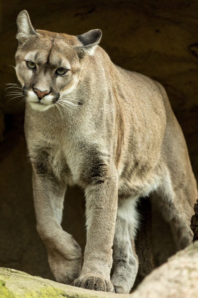 puma, animal, wildlife,Mountain Lion