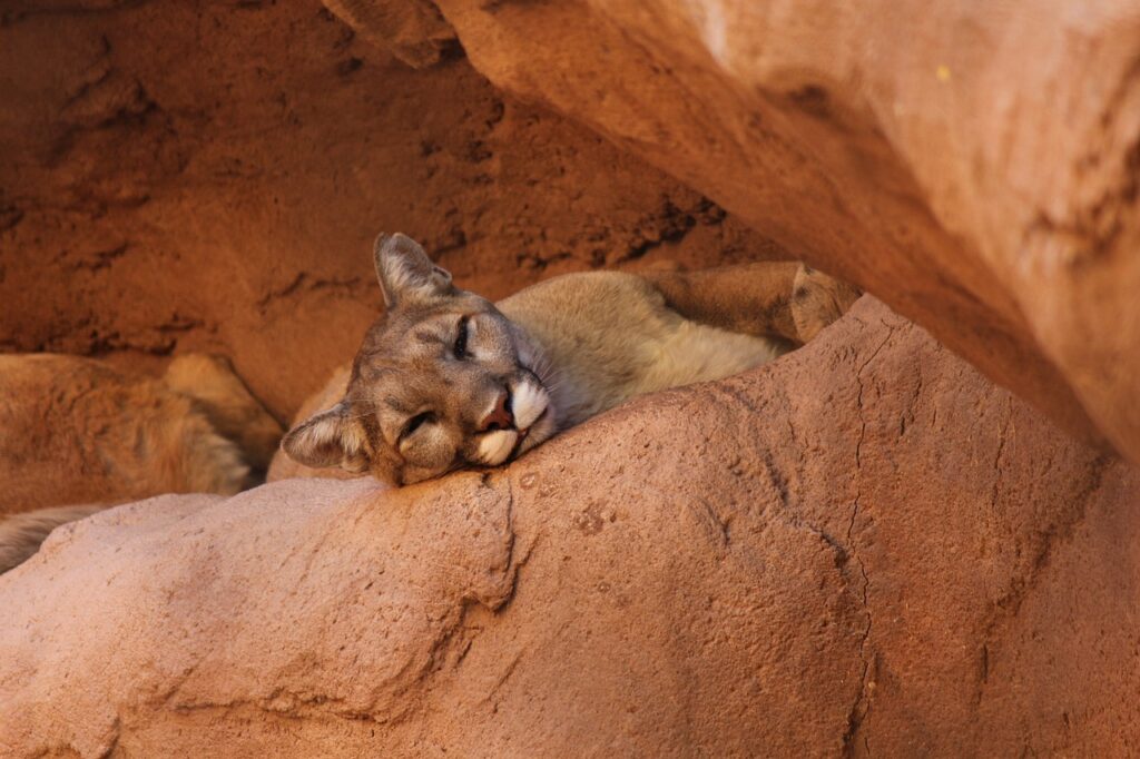 cougar, mountain lion, puma