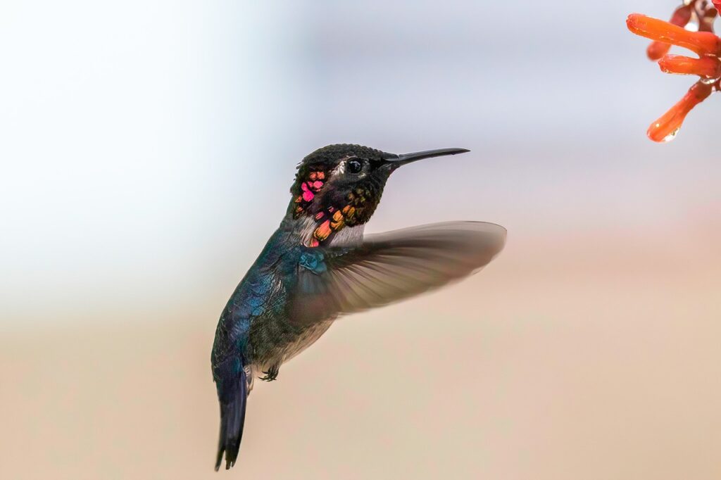 tiniest bee hummingbirds ,cuba, cienaga de zapata, bee hummingbird