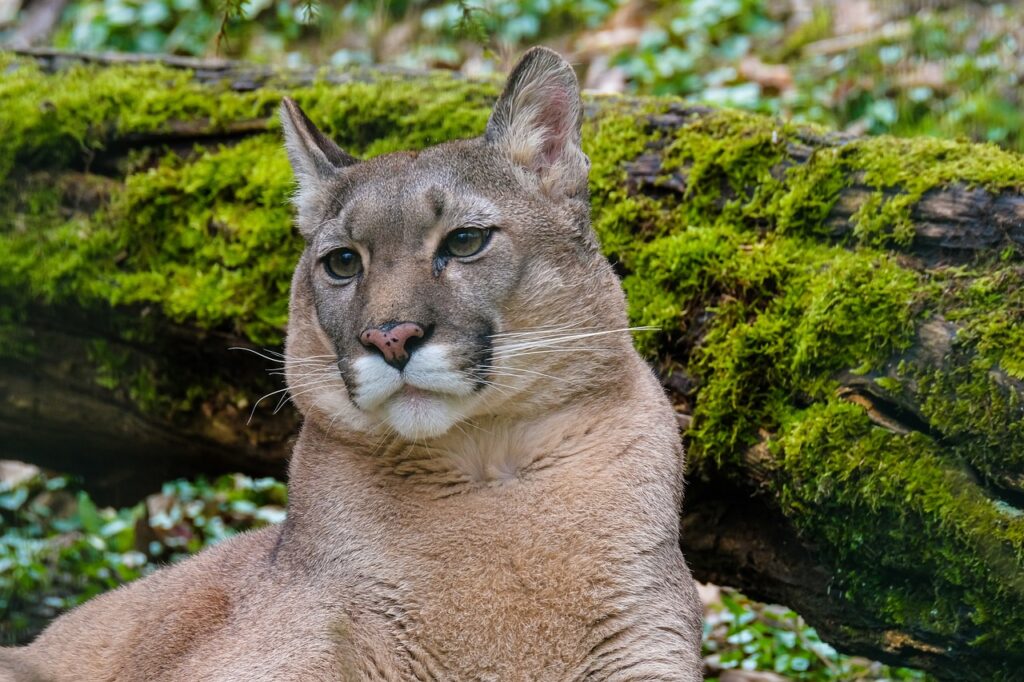 puma, mountain lion, wildlife