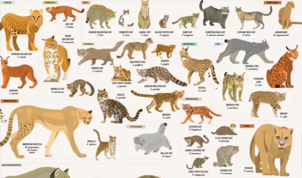 Cat Species