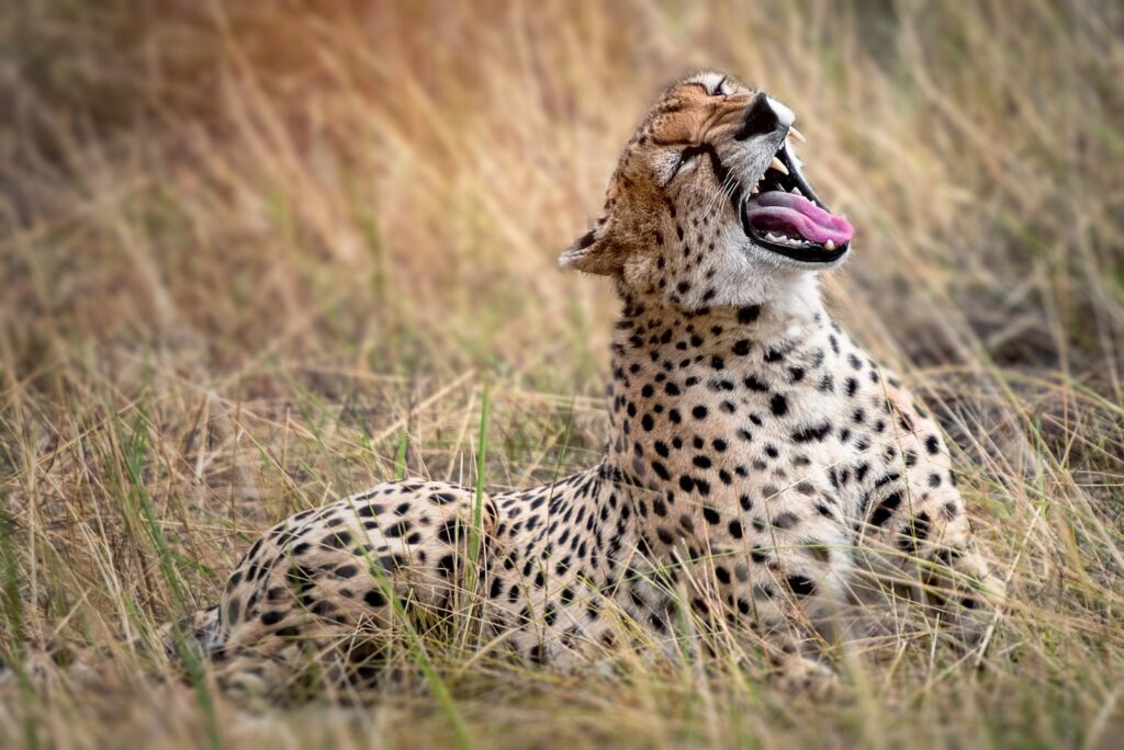 Tantalizing Tanzania: Discovering Quirks that'll Leave You Wide-eyed!