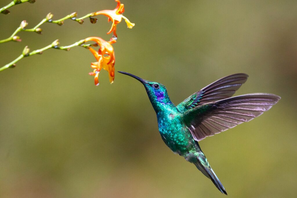 How do bee hummingbirds feed,hummingbird near flower