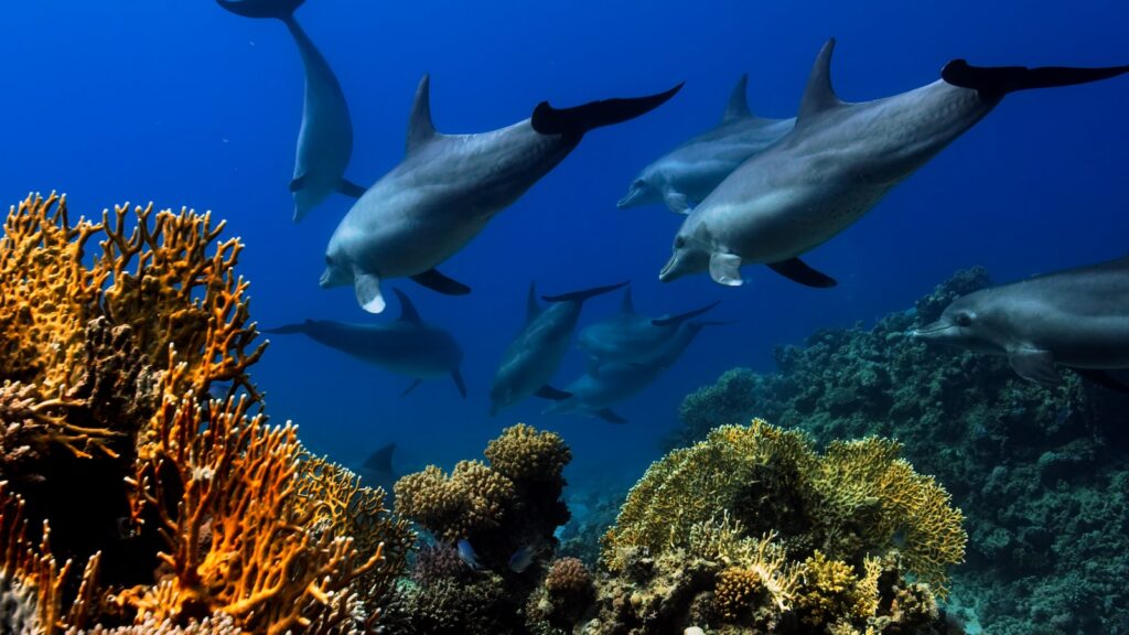 a group of dolphins swimming over a coral reef