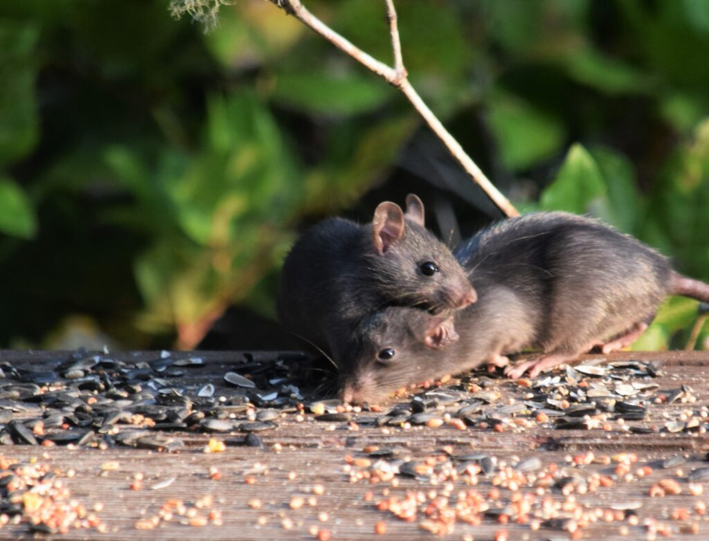 Discover the world of altruistic rats in this informative article. Learn how these remarkable rodents exhibit compassion and selflessness in their actions, providing insights into their intriguing behavior and interactions with humans.