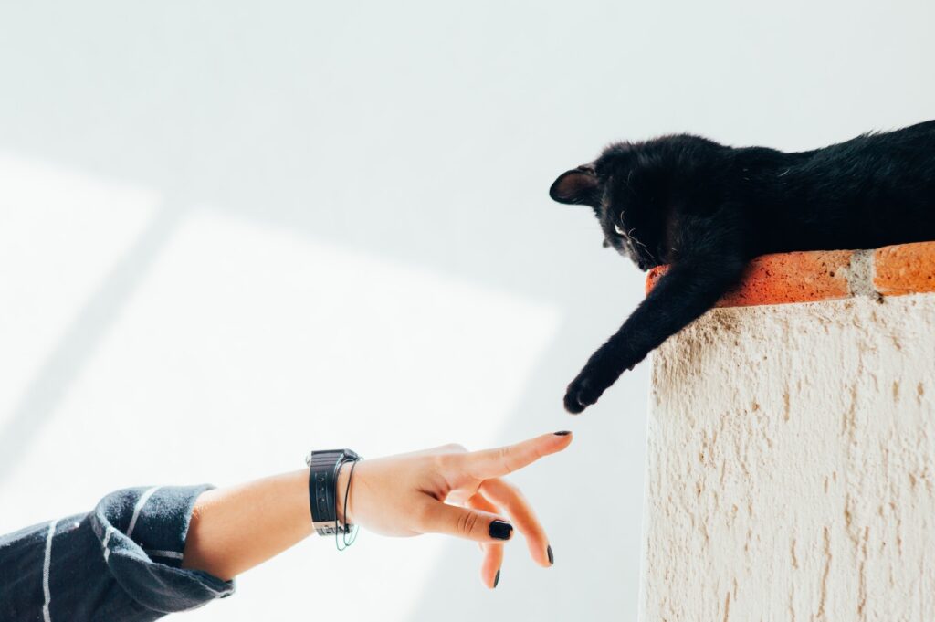 How Smart Is a Cat?
,woman and cat joining hands