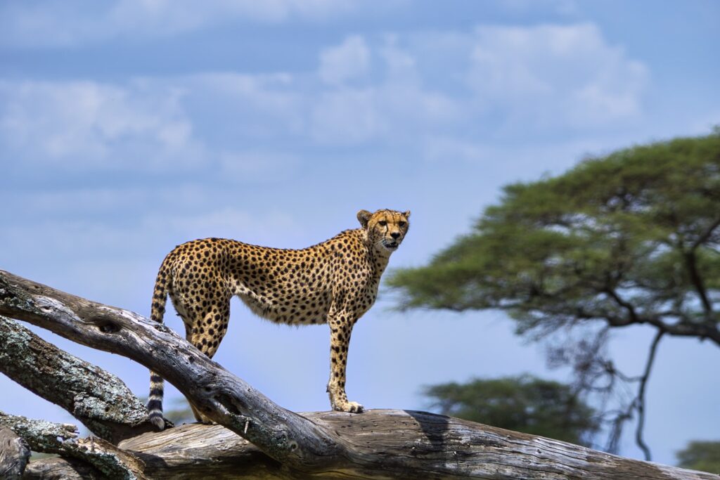 cheetah on brown wooden log under blue sky during daytime