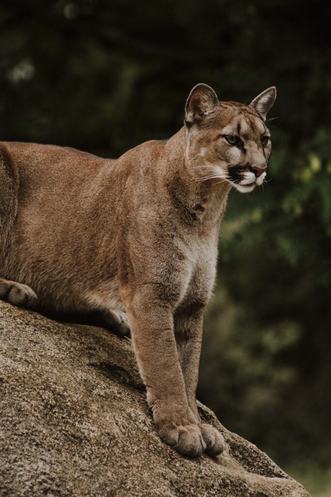 brown and black wild cat sitting on brown rack,Mountain Lion