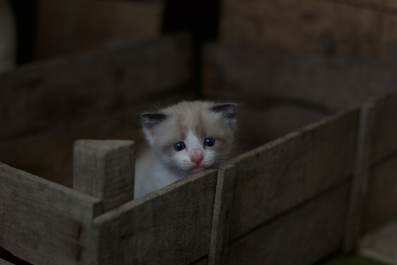 white and gray tabby kitten on brown wooden crate