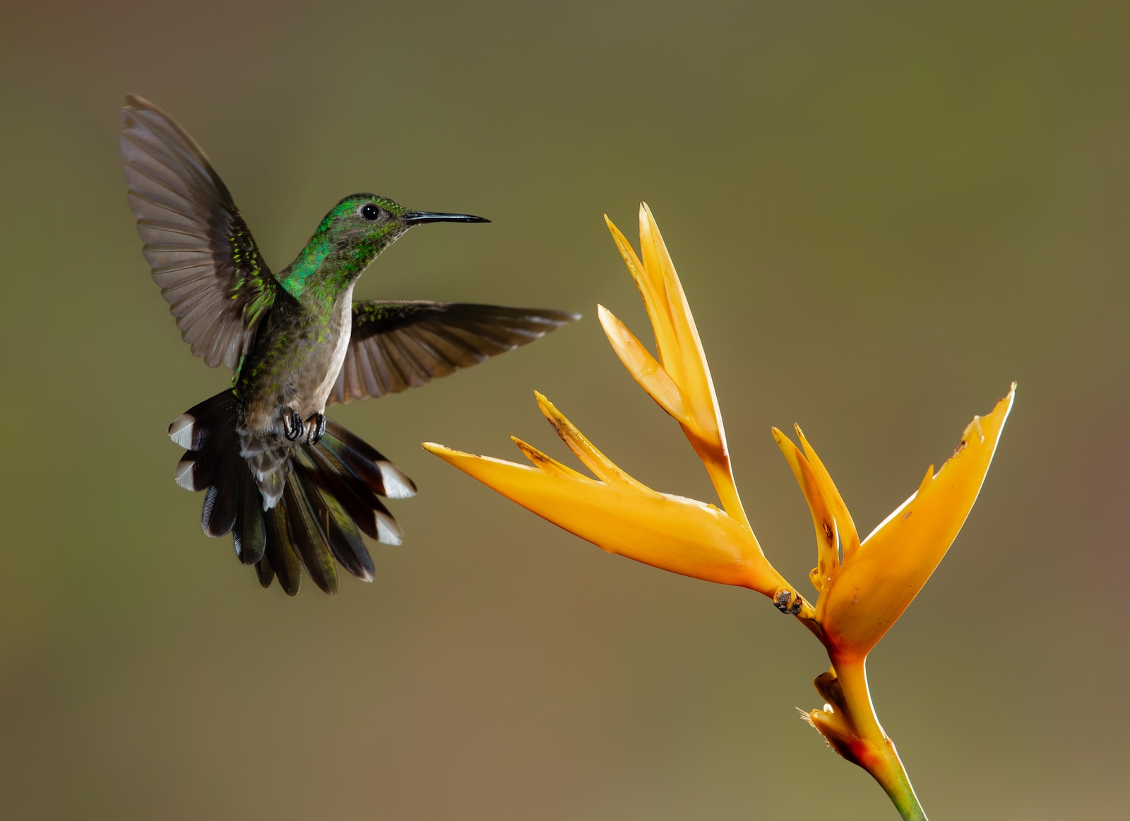 Amazing Facts About the Bee Hummingbird: Nature's Marvel