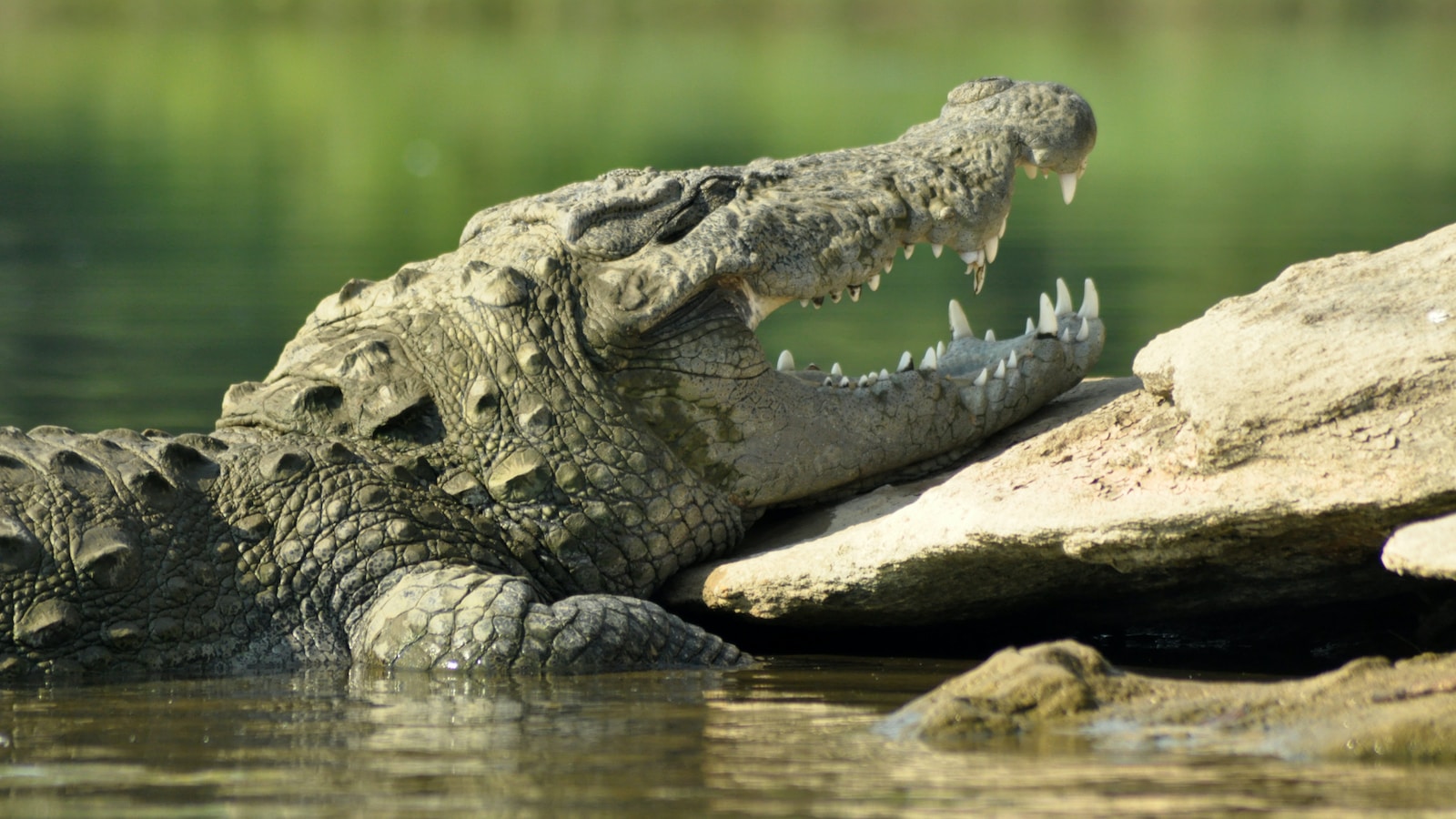crocodile on rock