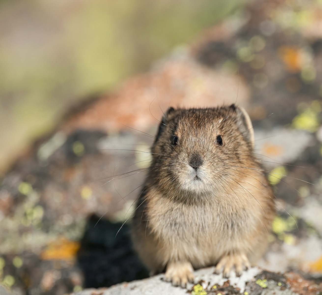 American Pika: A Complete Overview, a close up of a rodent on a rock
