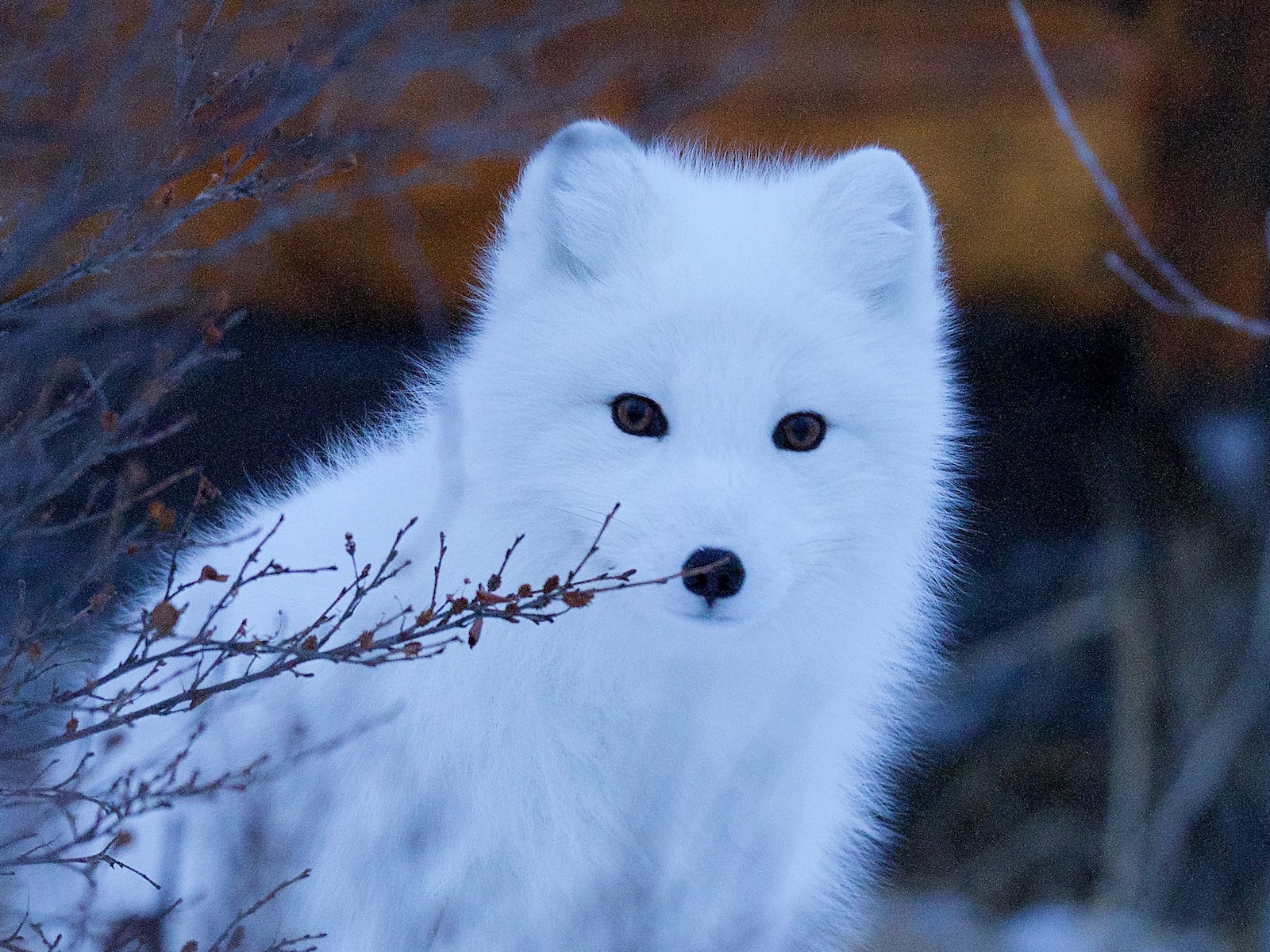 Interesting facts about the Arctic fox: