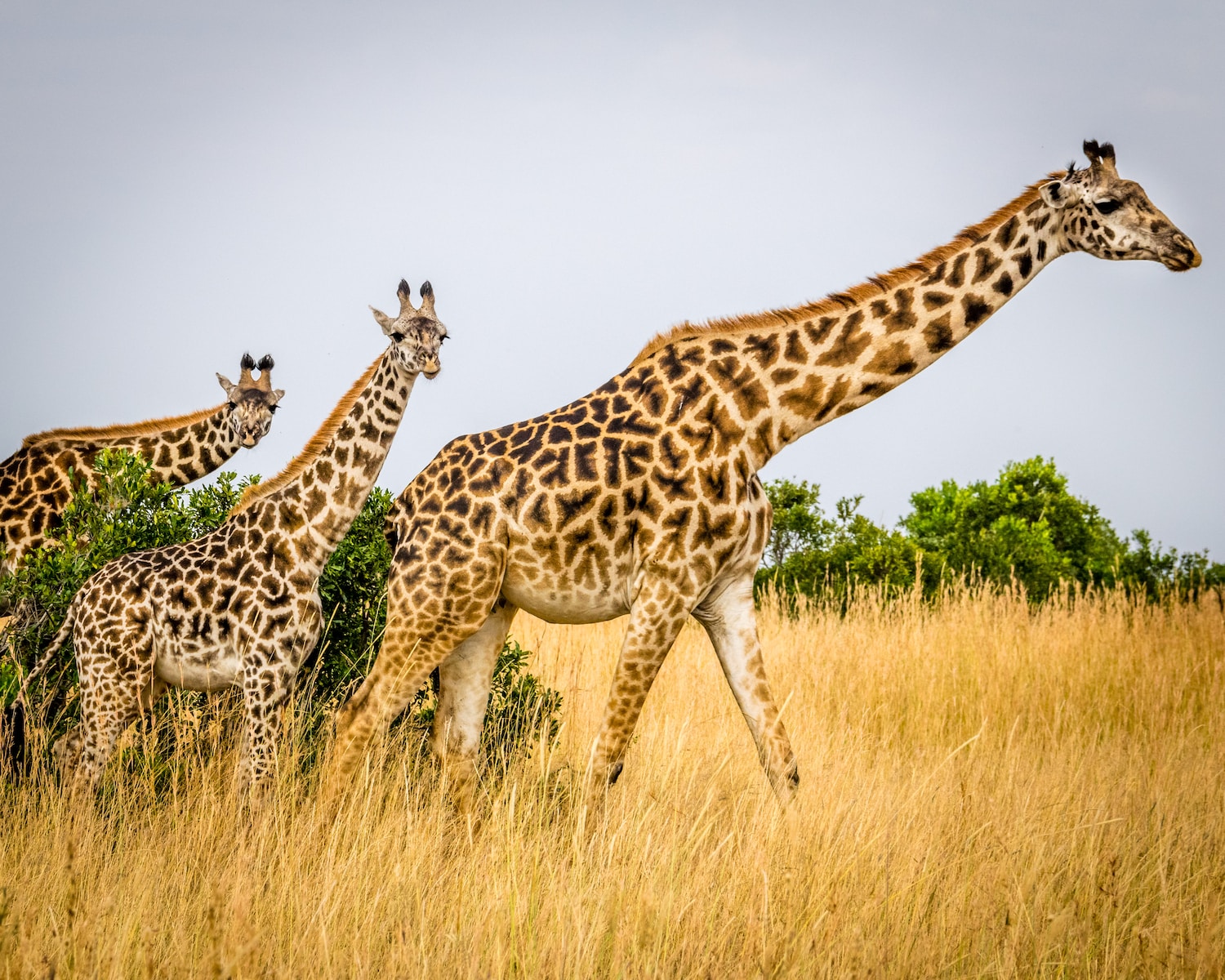 Giraffes: Majestic Creatures with Unique Adaptations