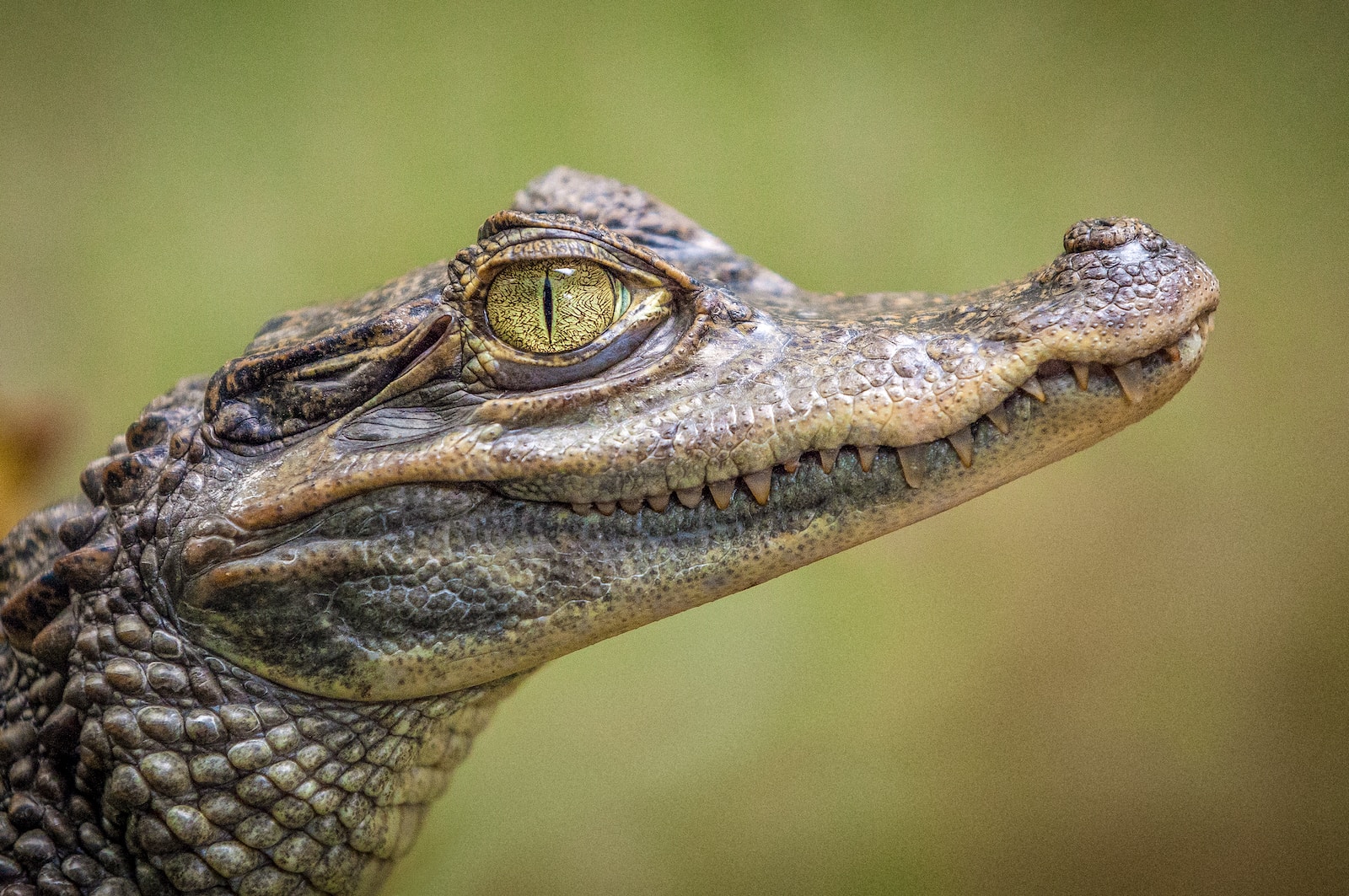 Alligator Adventure: Unleashing the Wonders of Earth's Ancient Predator