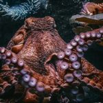 Largest octopus on earth ever found