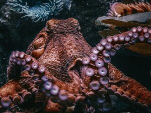 Largest octopus on earth ever found