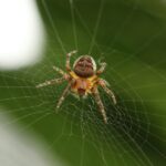 Largest spider ever discovered