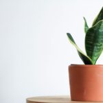 Tips and Tricks for Successful Planting of the Fernwood Snake Plant