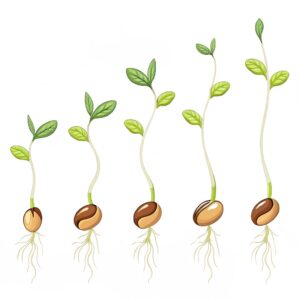 the germination process of a seed (like moong or chana) at home, and note the changes every day for one week with drawings or photos.
