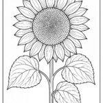 Floral coloring pages